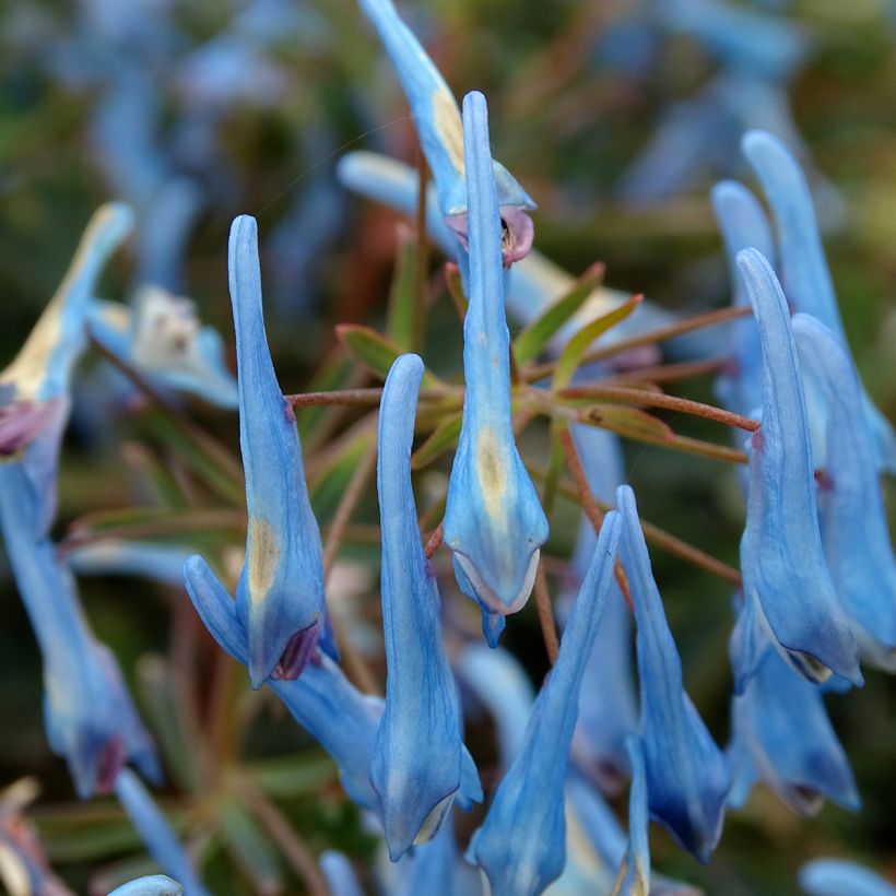 Corydalis flexuosa Porcelain Blue (Flowering)