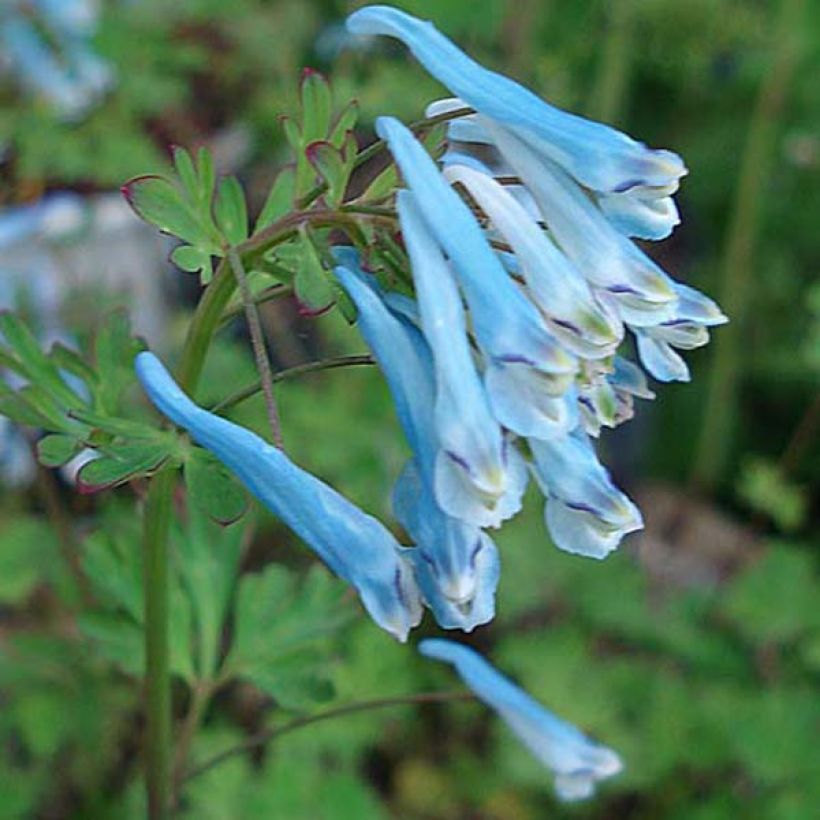 Corydalis flexuosa Blue Panda (Flowering)