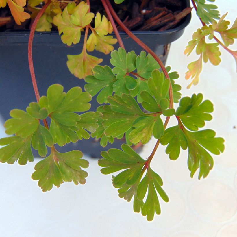 Corydalis flexuosa Blue Panda (Foliage)