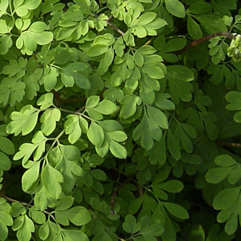 Corydalis lutea (Foliage)