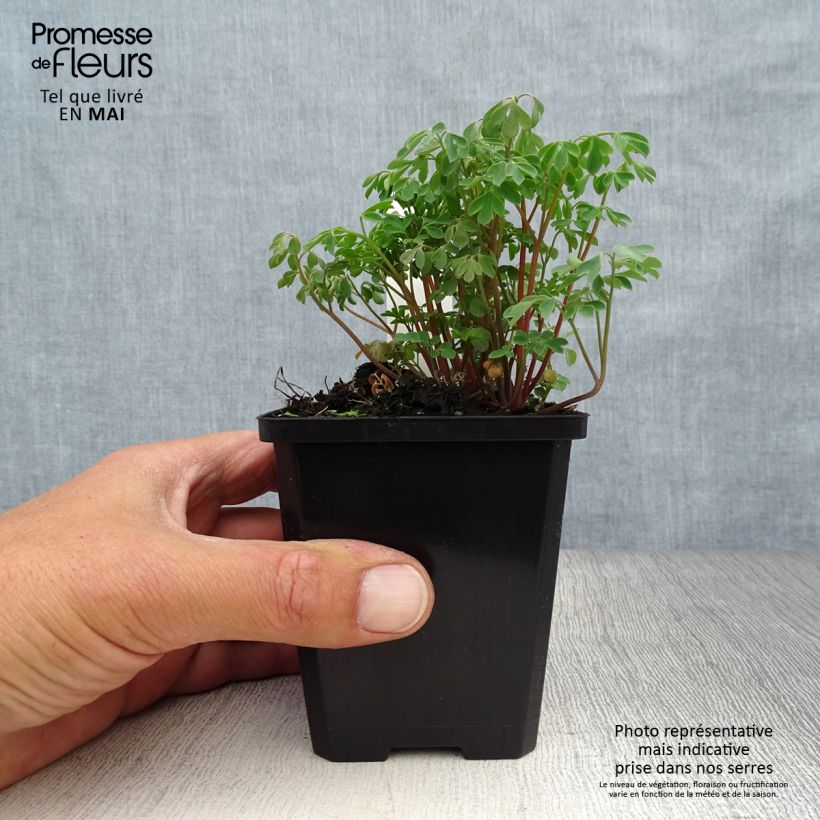 Corydalis lutea 8/9 cm pot sample as delivered in spring