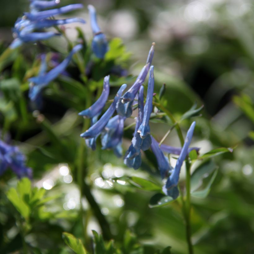 Corydalis elata Blue Summit (Flowering)