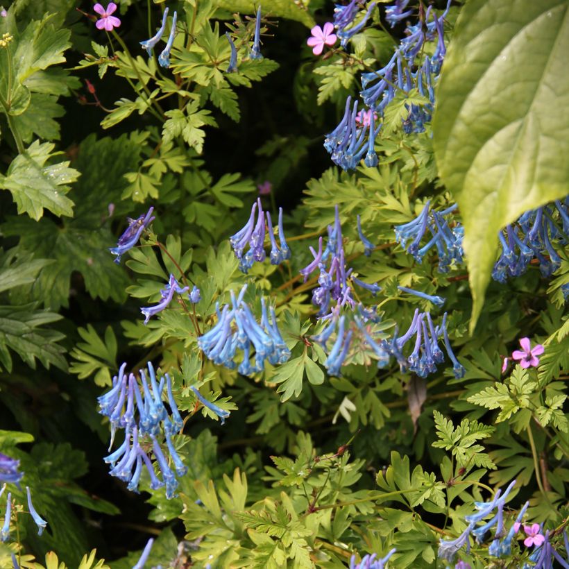 Corydalis elata Blue Summit (Plant habit)