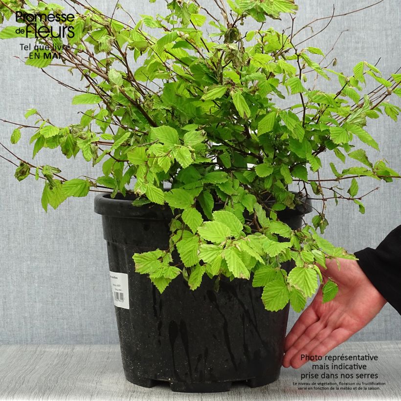 Corylopsis pauciflora 7.5L/10L pot sample as delivered in spring