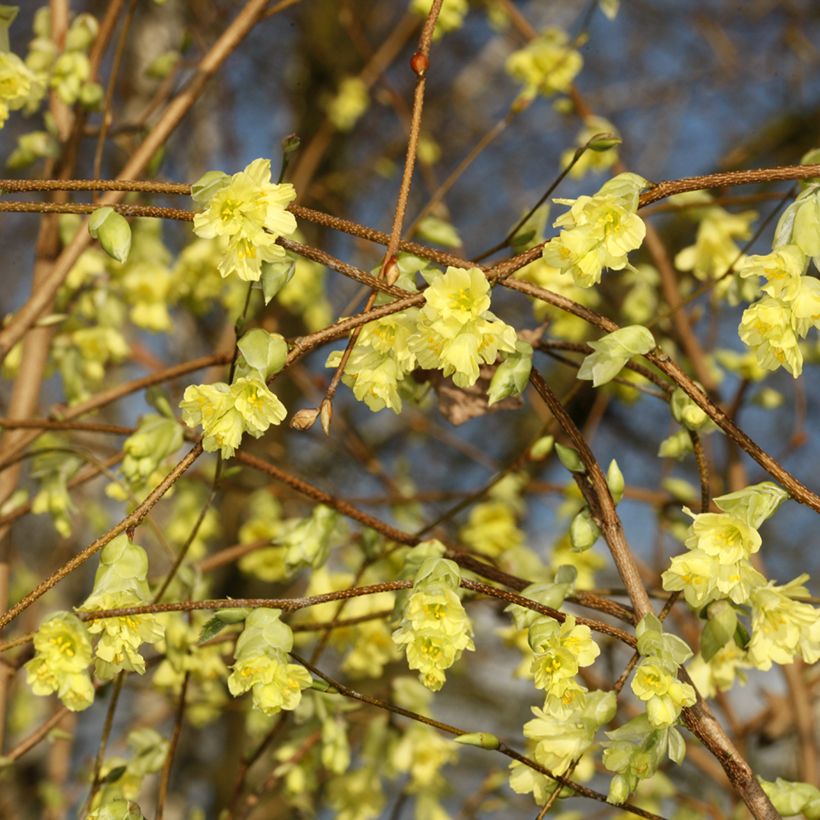 Corylopsis sinensis var. sinensis - Chinese winter hazel (Flowering)