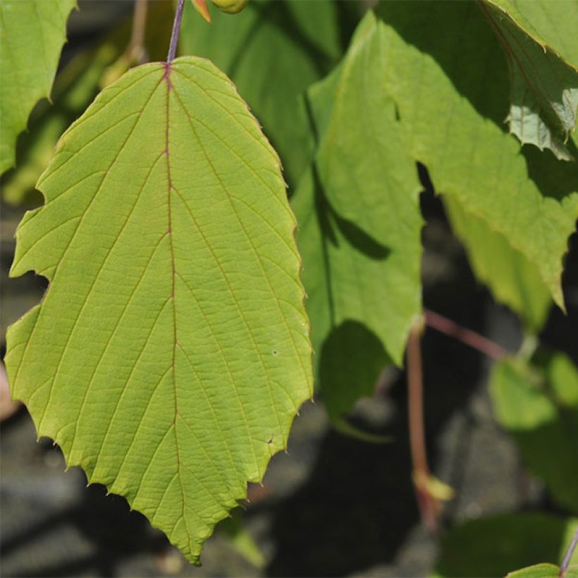 Corylopsis sinensis var. sinensis Spring Purple (Foliage)