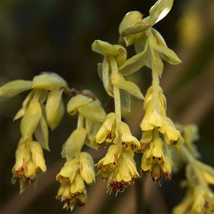 Corylopsis sinensis var. sinensis Spring Purple (Flowering)