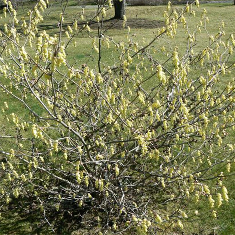 Corylopsis sinensis var. sinensis Spring Purple (Plant habit)