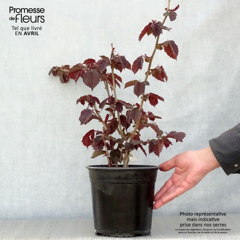 Corylus avellana Rode Zellernoot - Common Hazel 3L/4L pot, Bush sample as delivered in spring