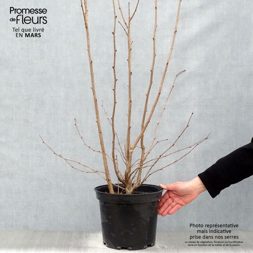Corylus avellana Rode Zellernoot - Common Hazel 7.5L/10L pot sample as delivered in spring