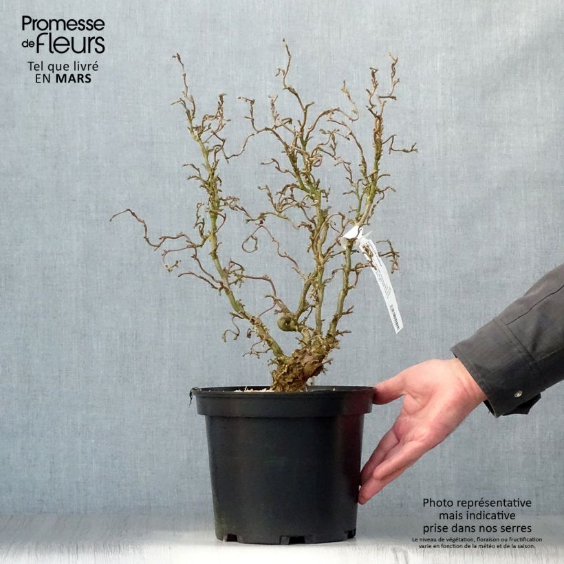 Corylus avellana Scooter - Common Hazel 4L/5L pot sample as delivered in spring