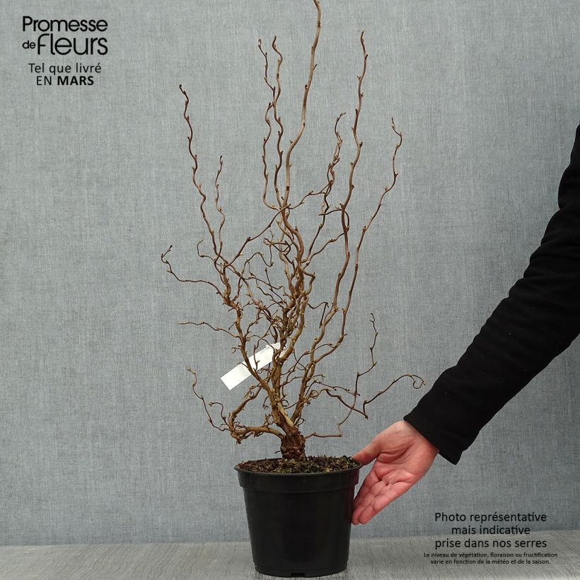 Corylus avellana Scooter - Common Hazel 4L/5L pot sample as delivered in winter