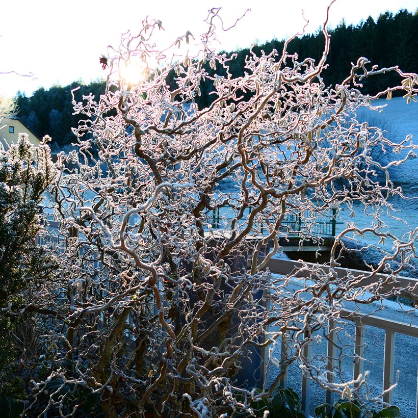 Corylus avellana Medusa - Common Hazel (Plant habit)