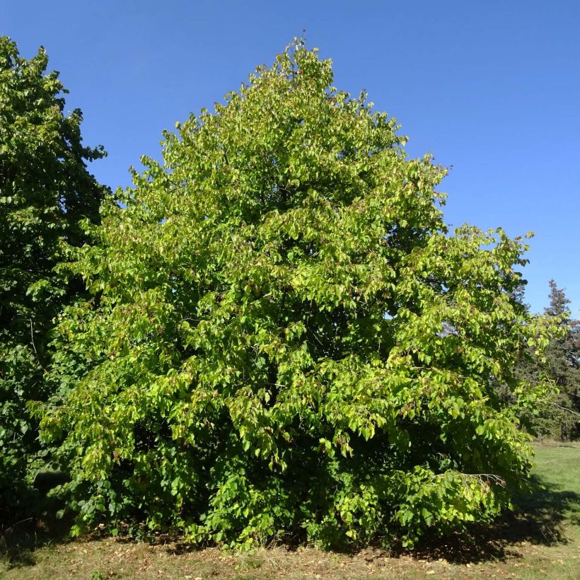 Corylus colurna - Turkish Hazel (Plant habit)