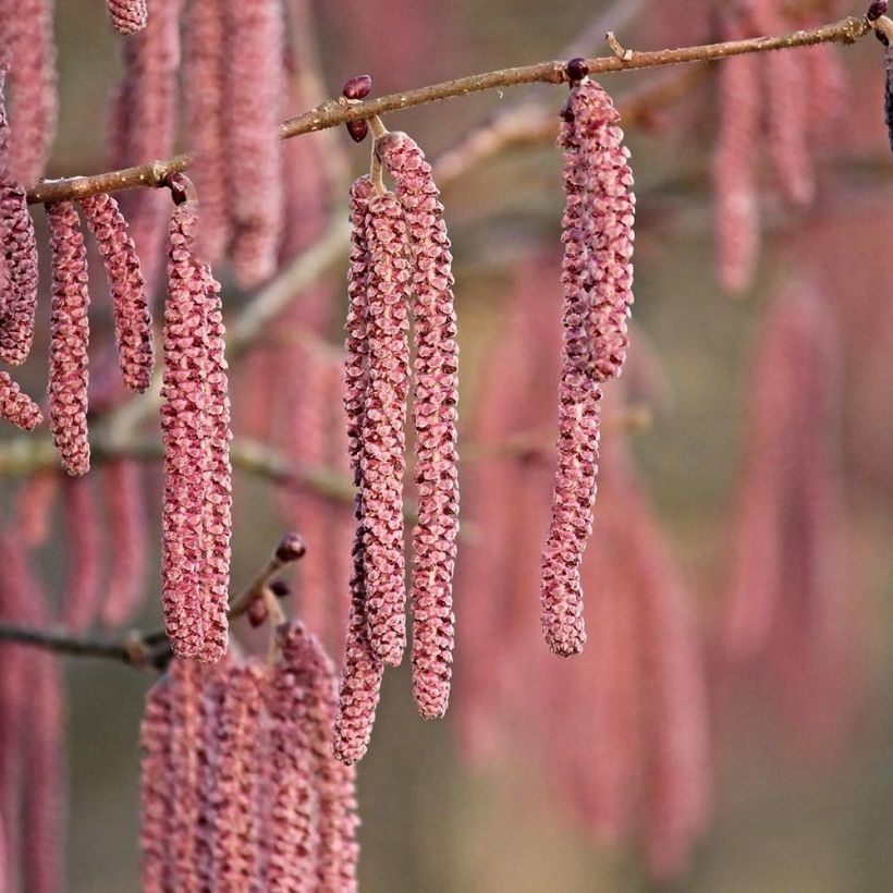 Corylus maxima Purpurea - Red Filbert (Flowering)