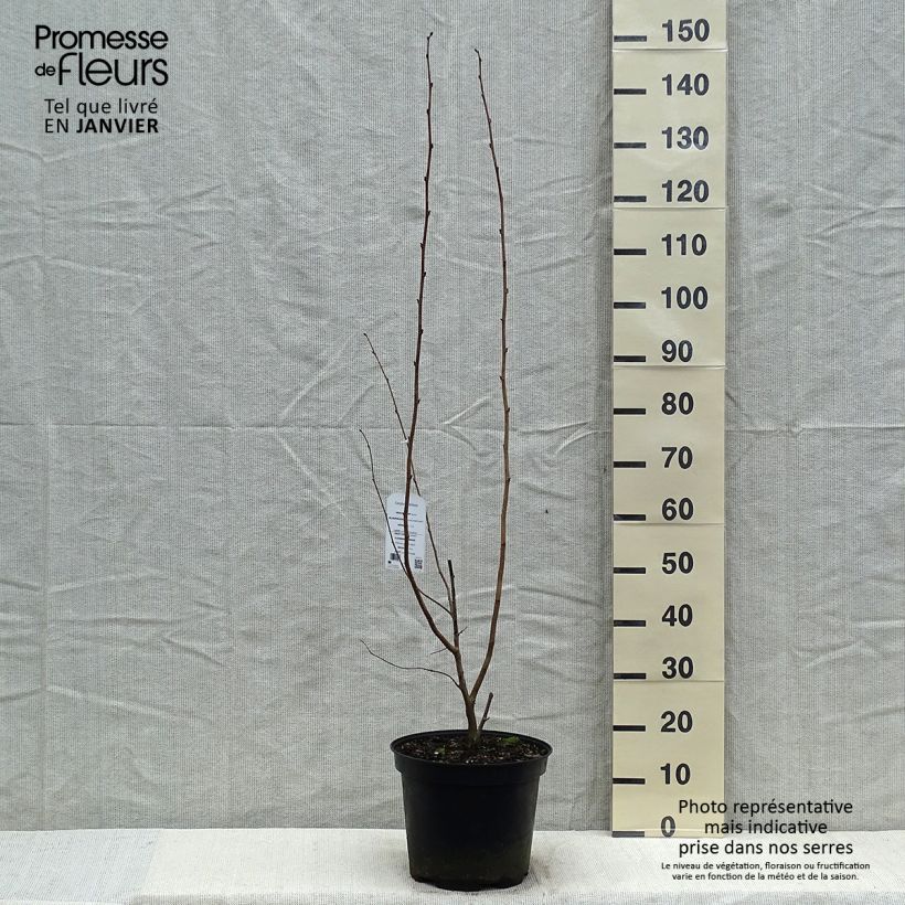 Corylus maxima Purpurea - Red Filbert 7.5L/10L pot sample as delivered in winter