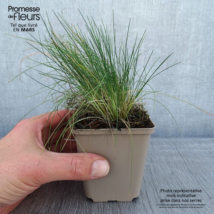 Corynephorus canescens Spiky Blue - Sand fescue 8/9 cm pot sample as delivered in winter