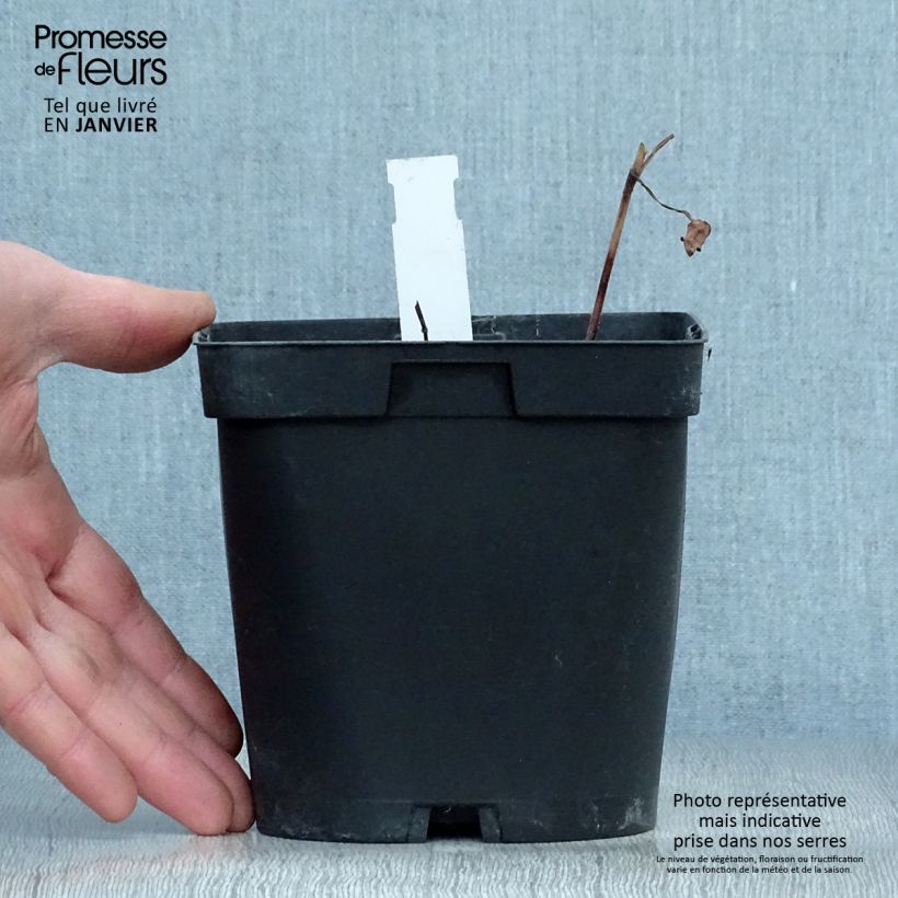 Cosmos atrosanguineus Chocamocha 2L/3L pot sample as delivered in winter