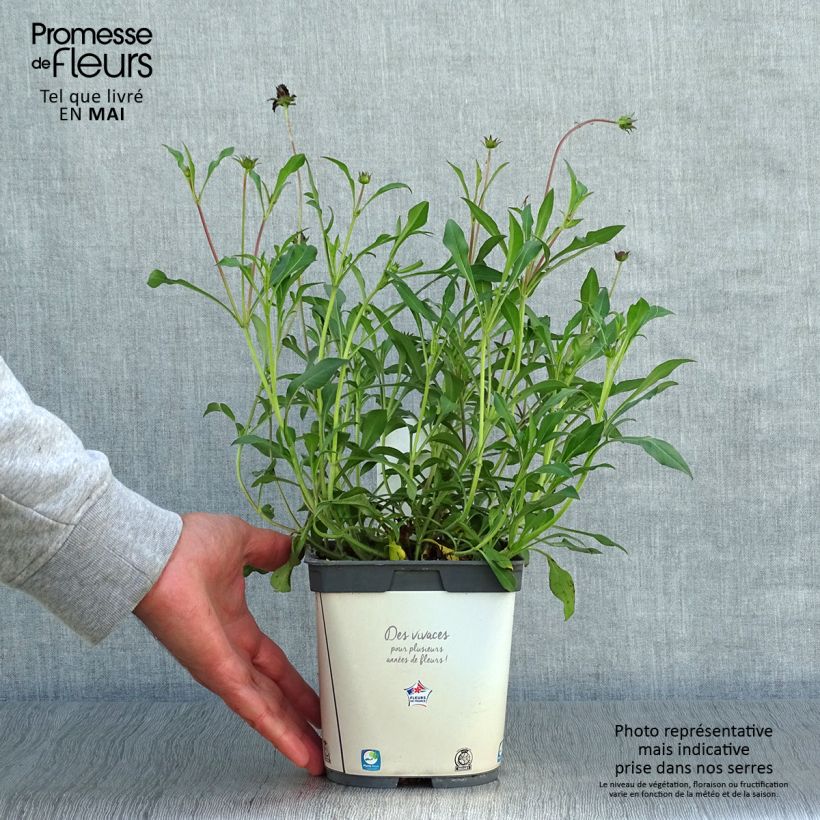 Cosmos atrosanguineus Chocamocha 2L/3L pot sample as delivered in spring