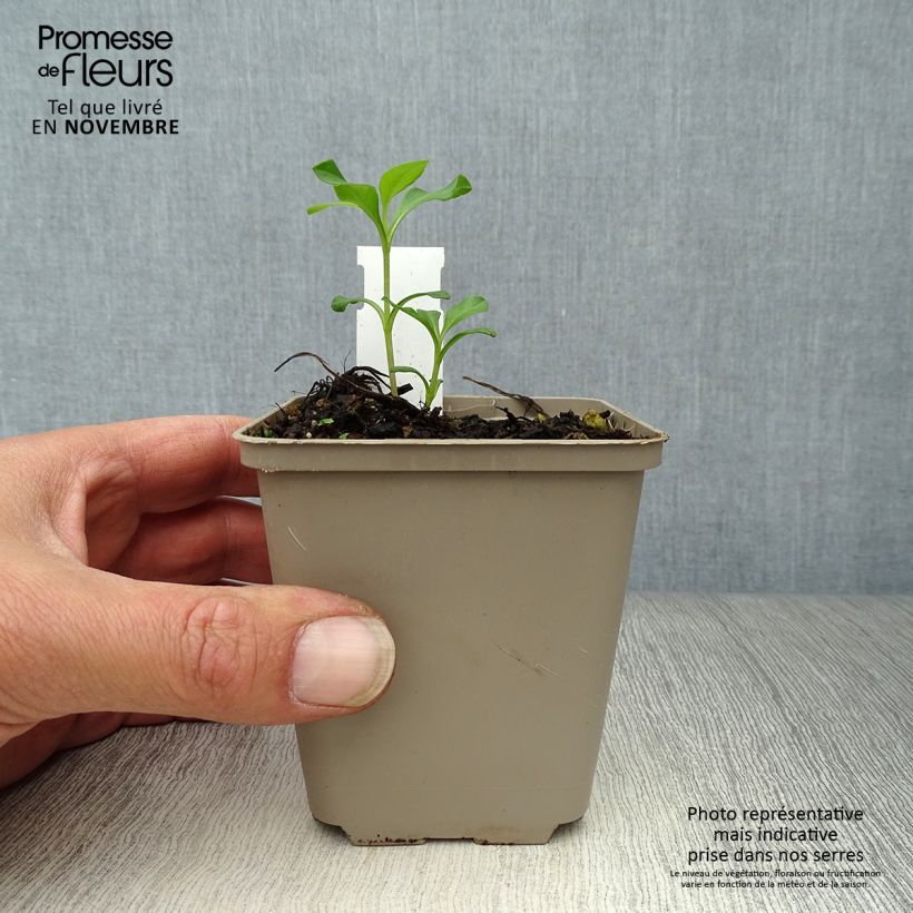 Cosmos atrosanguineus Eclipse - Chocolate Cosmos 8/9 cm pot sample as delivered in autumn