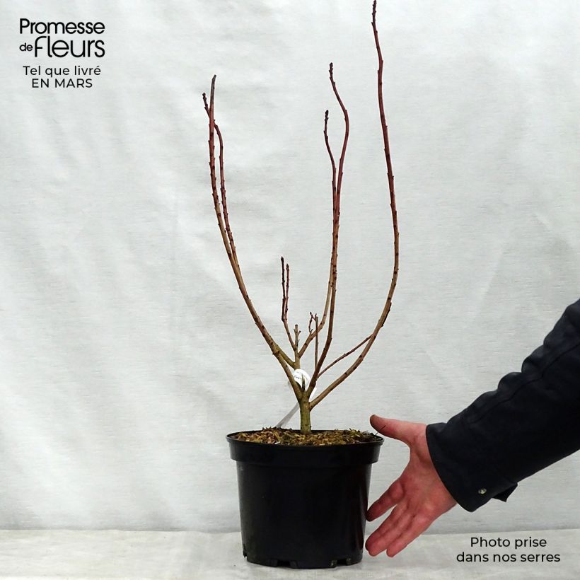 Cotinus coggygria Flamissimo - Smoke Bush 3L/4L pot sample as delivered in spring