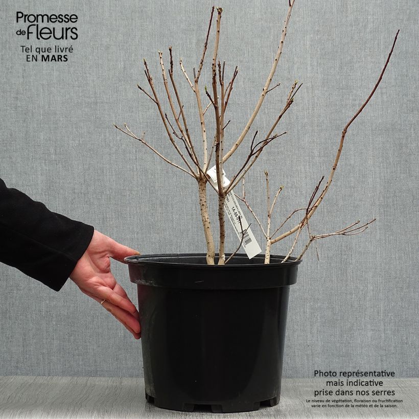 Cotinus coggygria Golden Lady - Smoke Bush 7.5L/10L pot sample as delivered in spring