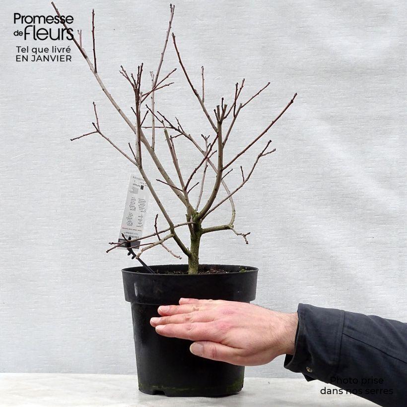 Cotinus coggygria Lilla - Smoke Bush 3L/4L pot sample as delivered in winter