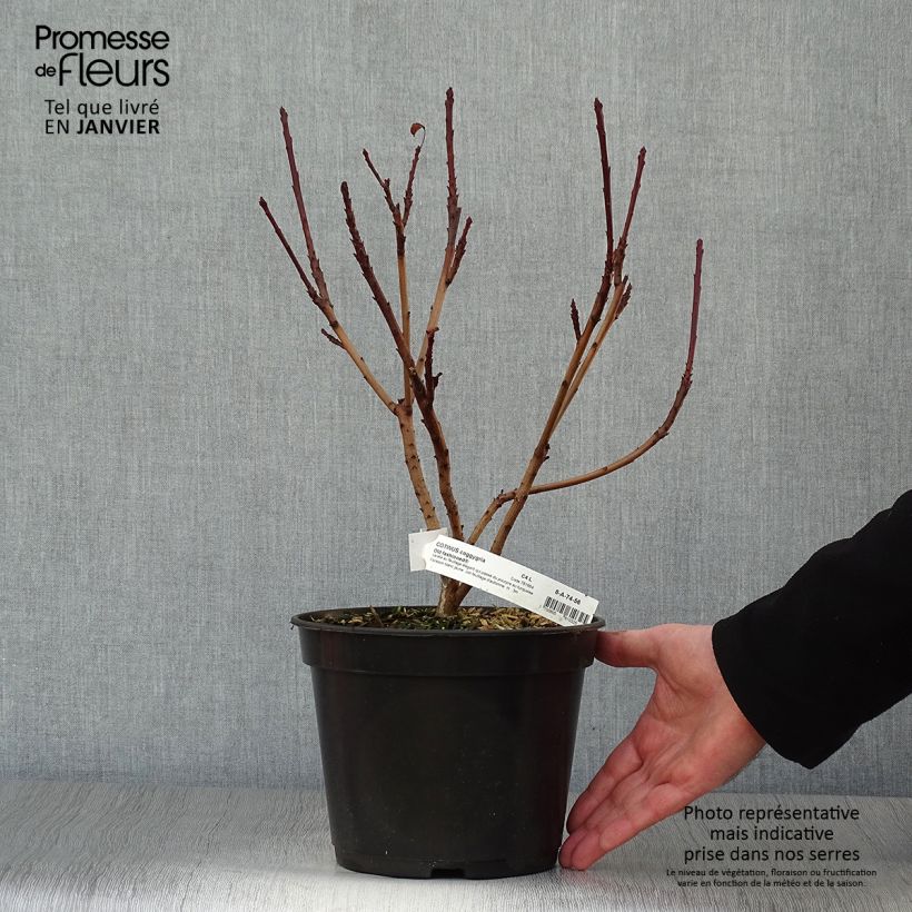 Cotinus coggygria Old Fashioned - Smoke Bush 3L/4L pot sample as delivered in winter