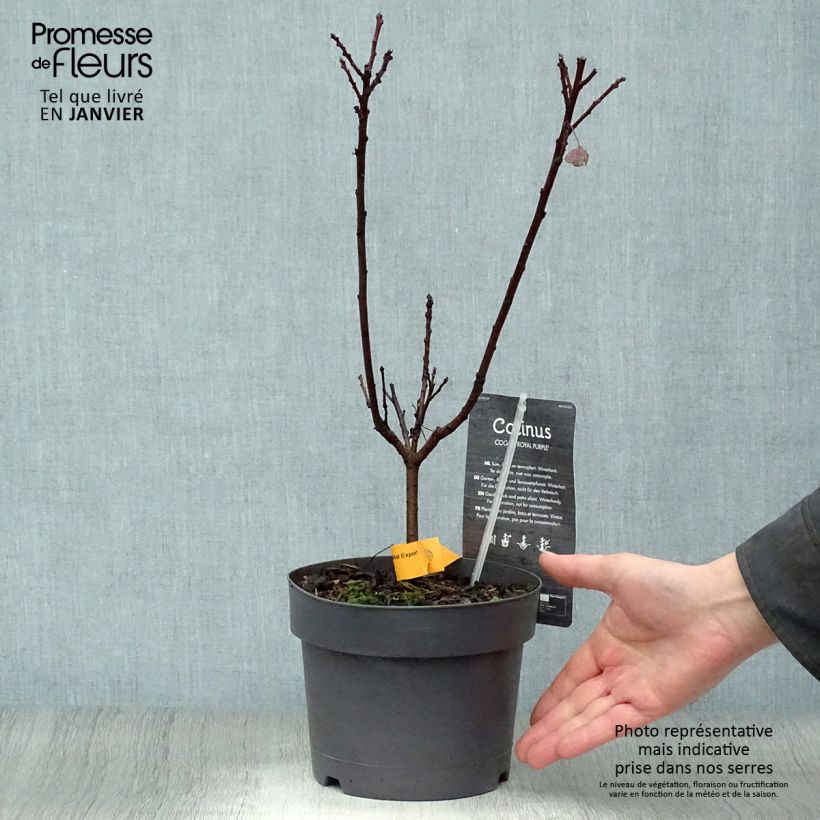 Cotinus coggygria Royal Purple - Smoke Bush 2L/3L pot sample as delivered in winter