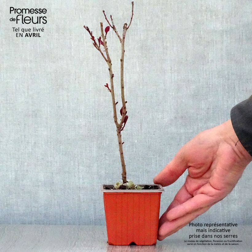 Cotinus coggygria Royal Purple - Smoke Bush 8/9 cm pot sample as delivered in spring