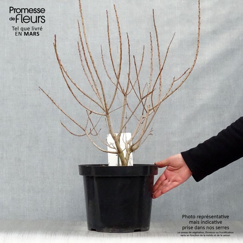 Cotinus coggygria Young Lady - Smoke Bush 6L/7L pot sample as delivered in spring
