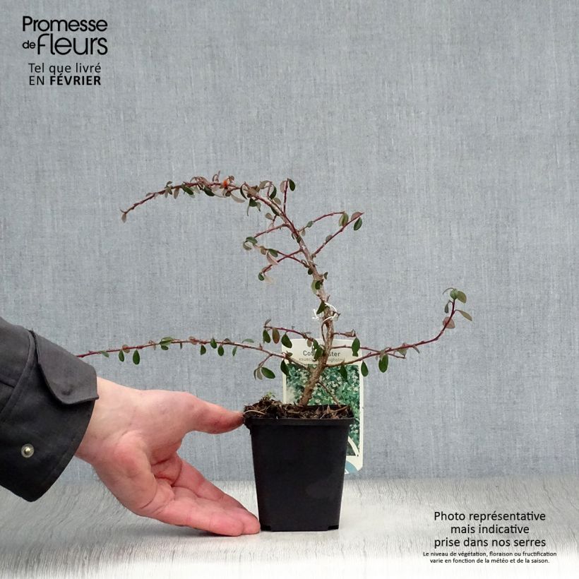 Cotoneaster suecicus Skogholm 8/9 cm pot sample as delivered in winter