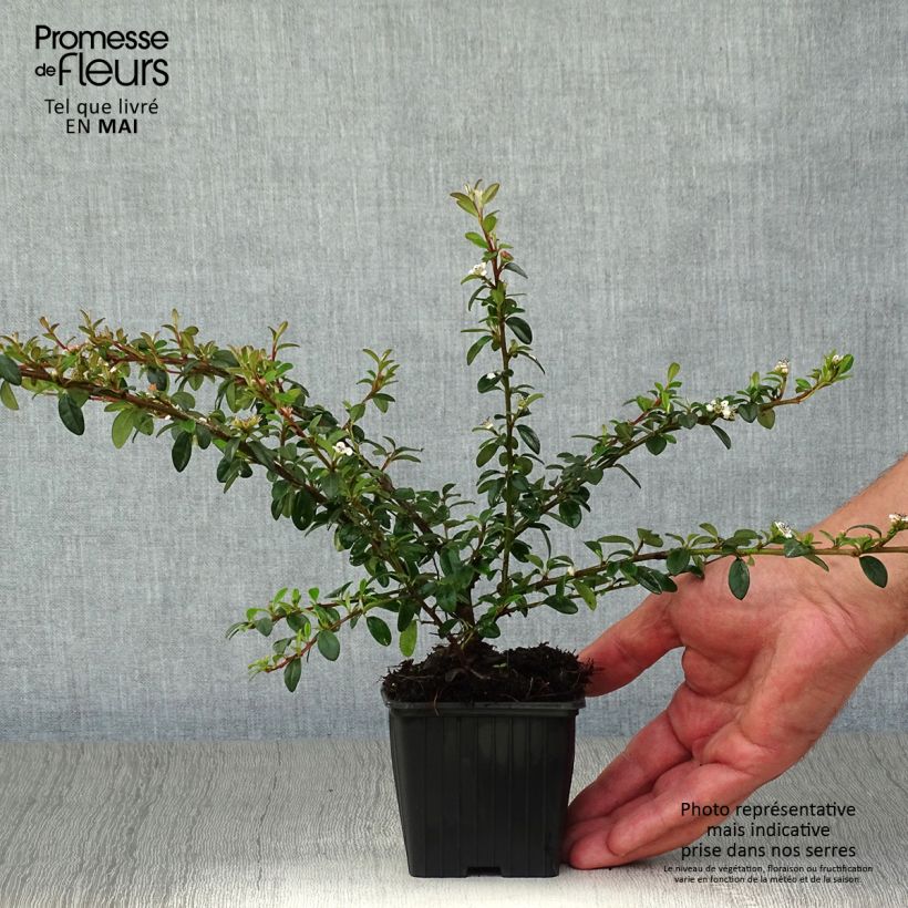 Cotoneaster suecicus Skogholm 8/9 cm pot sample as delivered in spring