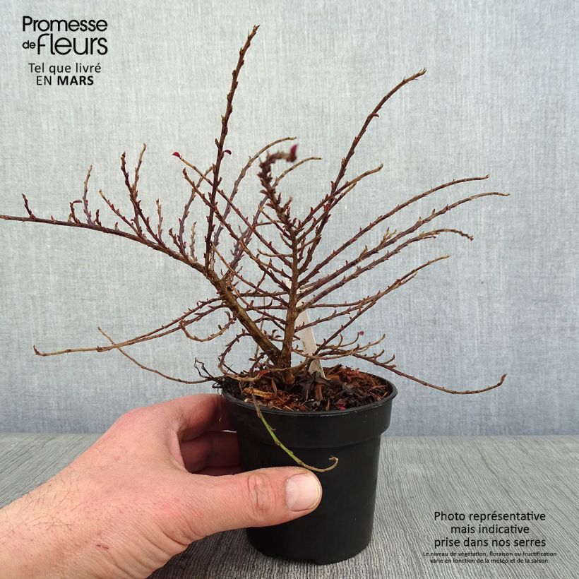 Cotoneaster adpressus Little Gem 10cm/11cm pot sample as delivered in winter