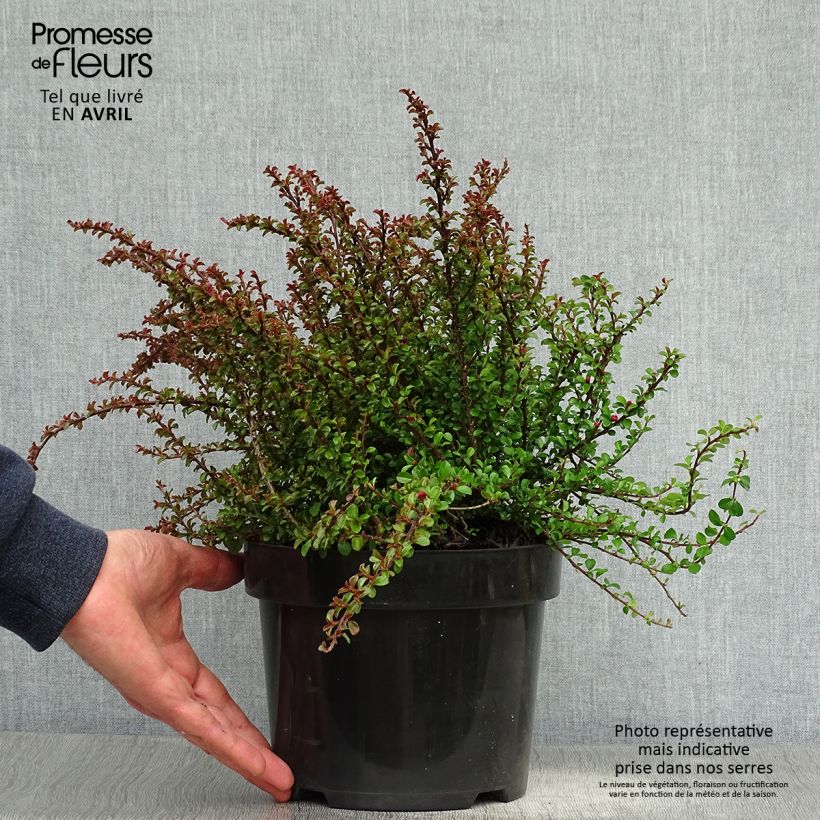 Cotoneaster adpressus Little Gem 2L/3L pot sample as delivered in spring