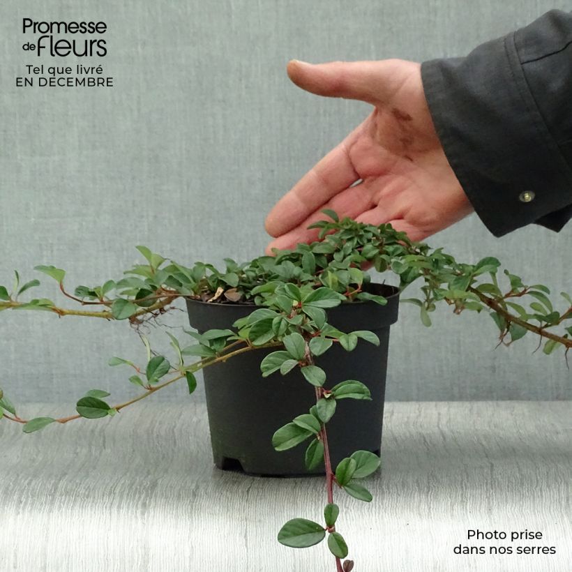 Cotoneaster dammeri 1L/1.5L pot sample as delivered in winter