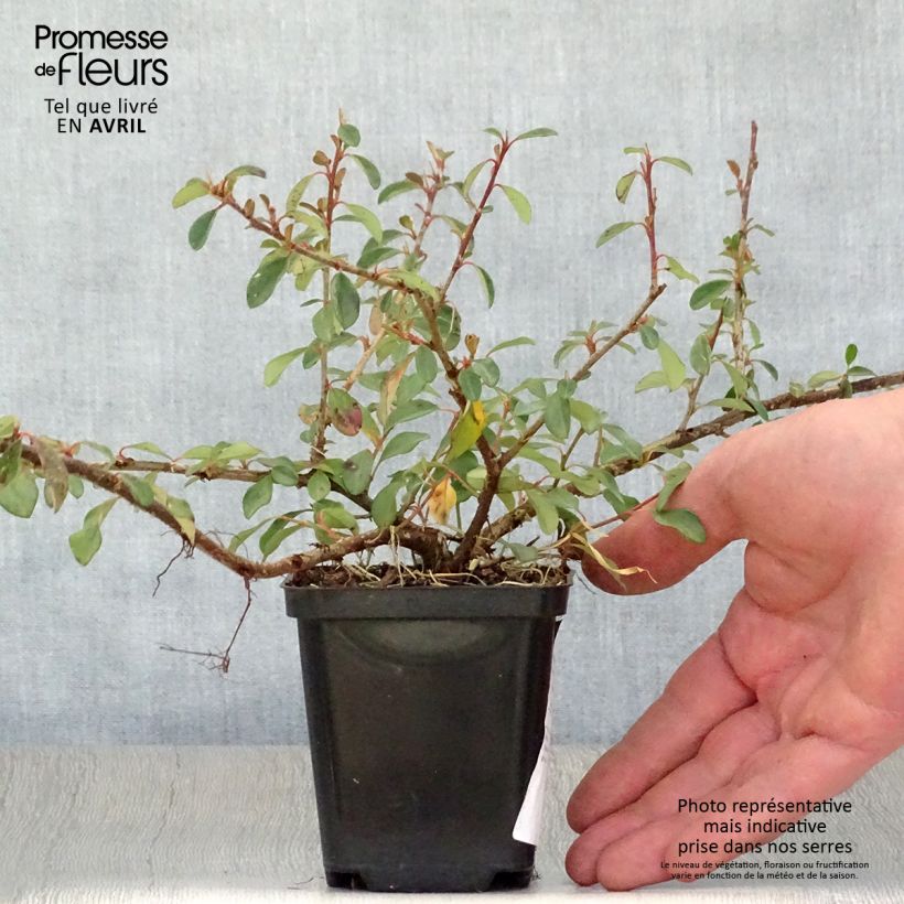 Cotoneaster dammeri Eichholz 8/9 cm pot sample as delivered in spring