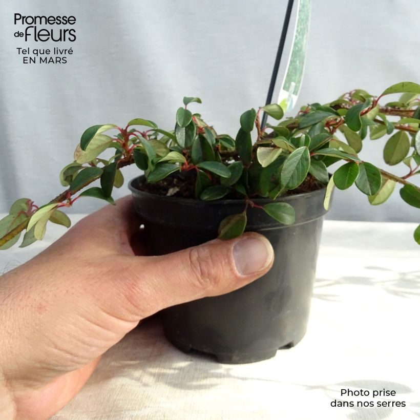 Cotoneaster dammeri Major 1L/1.5L pot sample as delivered in winter