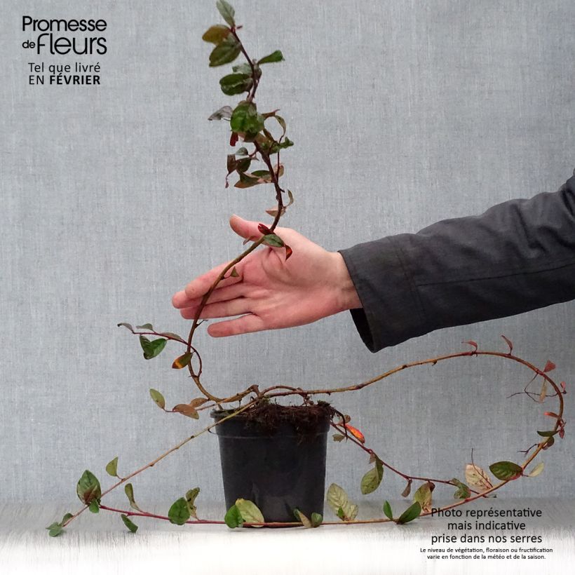 Cotoneaster dammeri Schoon 1L/1.5L pot sample as delivered in winter