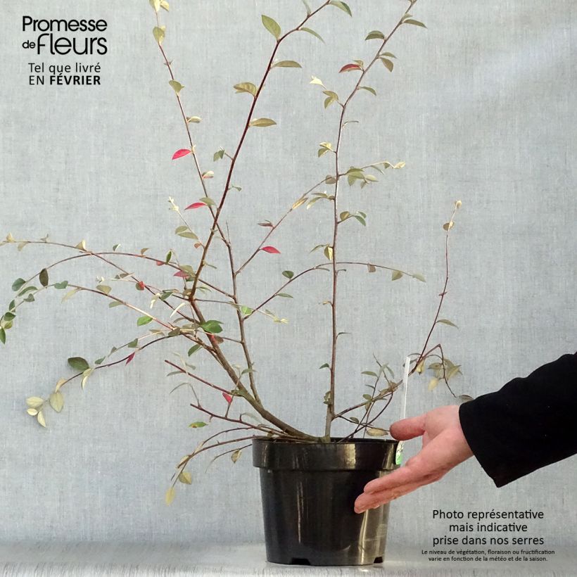 Cotoneaster franchetii 2L/3L pot sample as delivered in winter