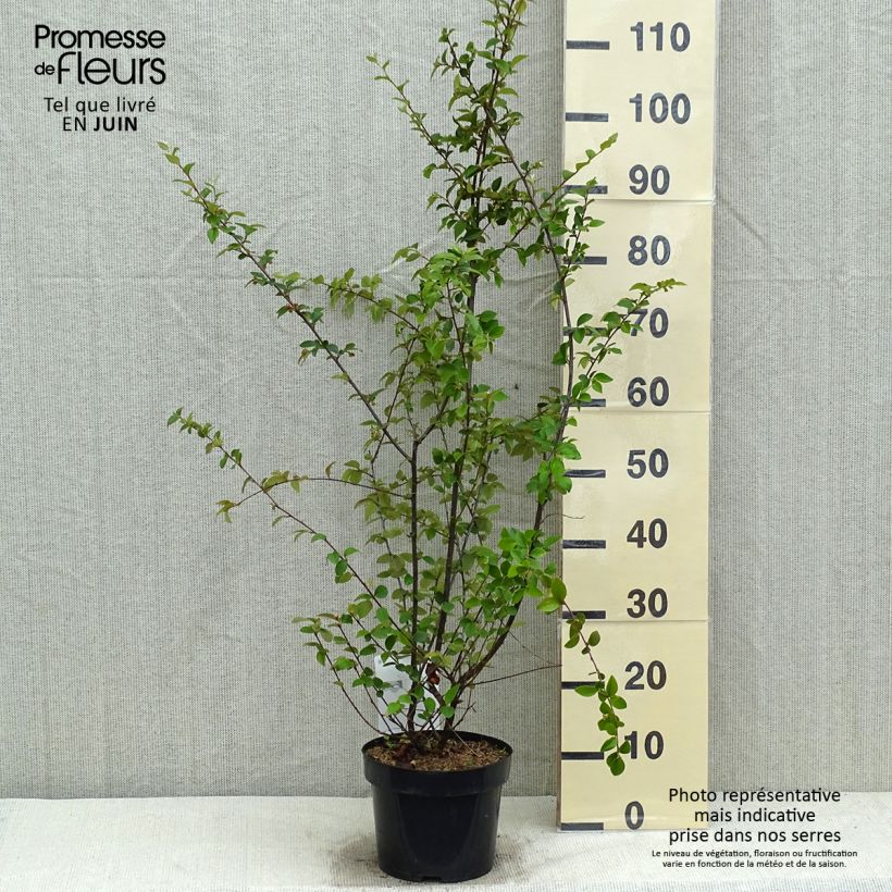 Cotoneaster franchetii 2L/3L pot sample as delivered in spring
