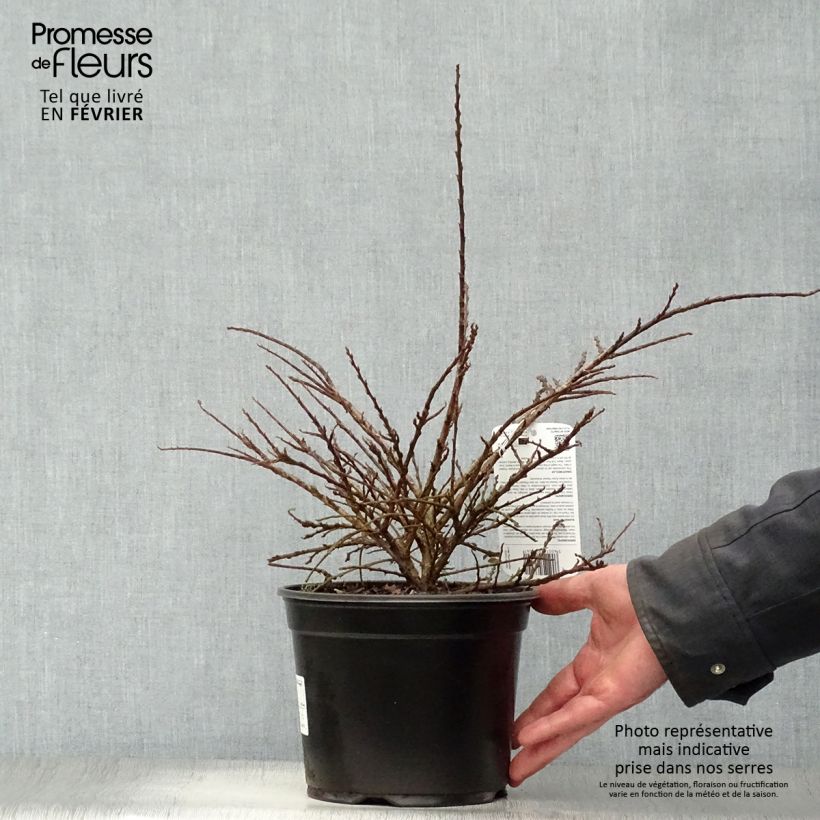 Cotoneaster horizontalis 2L/3L pot sample as delivered in winter