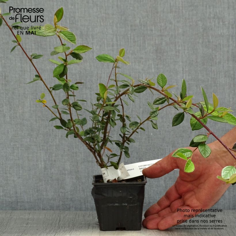 Cotoneaster lacteus - Milky Cotoneaster 8/9 cm pot sample as delivered in spring