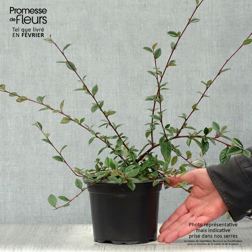 Cotoneaster lacteus - Milky Cotoneaster 2L/3L pot sample as delivered in winter