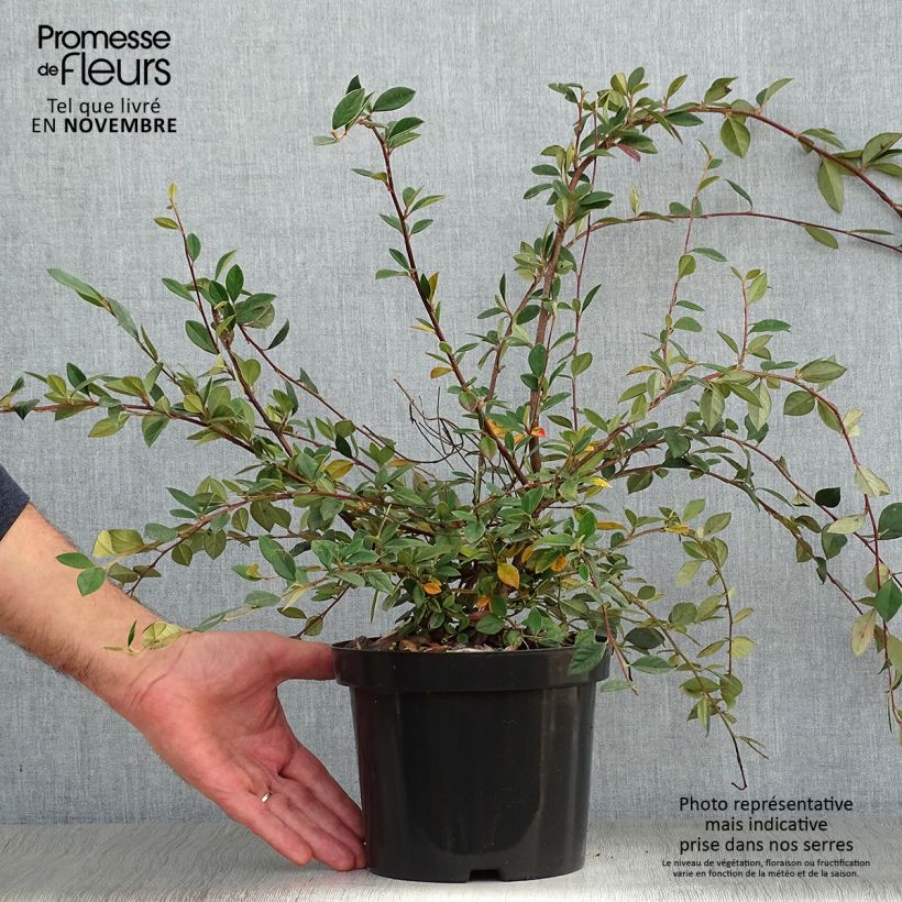Cotoneaster lacteus - Milky Cotoneaster 2L/3L pot sample as delivered in autumn
