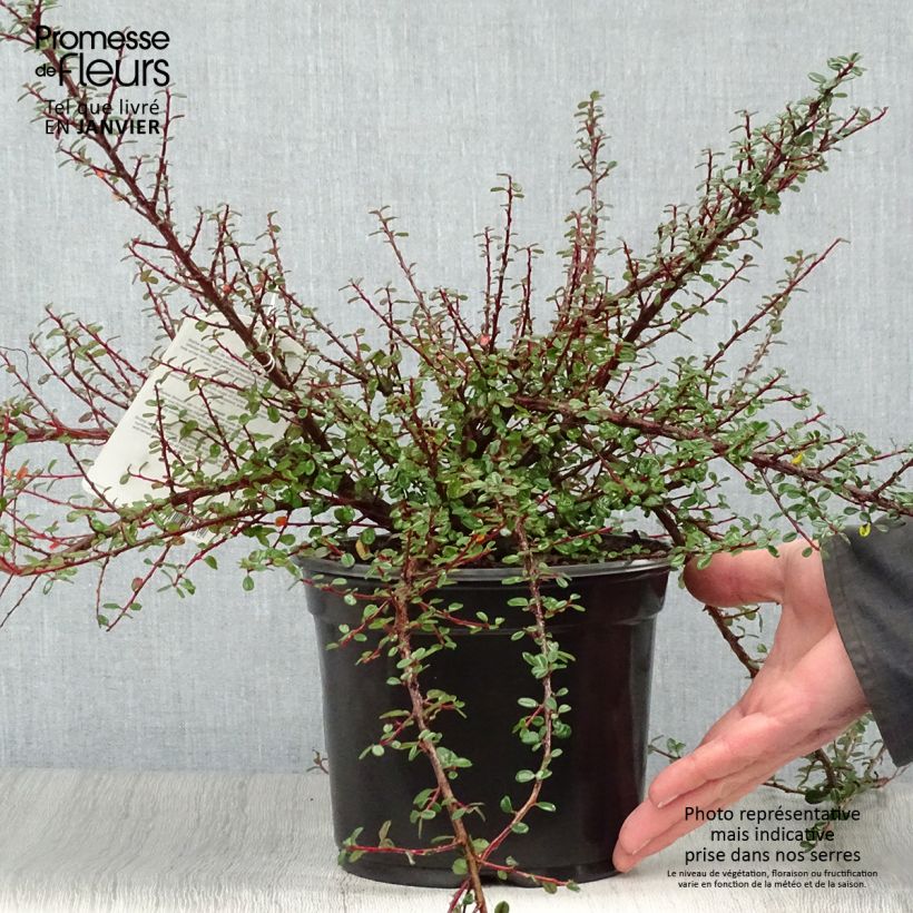 Cotoneaster microphyllus 2L/3L pot sample as delivered in winter
