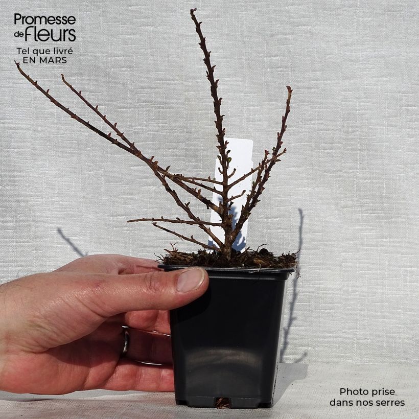 Cotoneaster procumbens Queen of Carpets 8/9 cm pot sample as delivered in spring