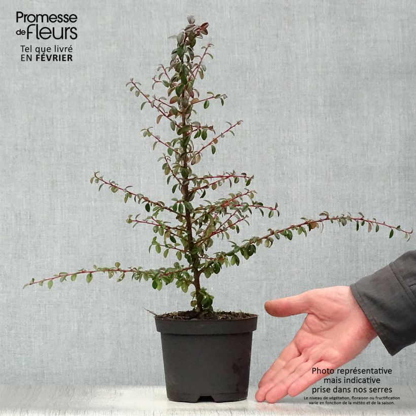 Cotoneaster suecicus Coral Beauty 1L/1.5L pot sample as delivered in winter