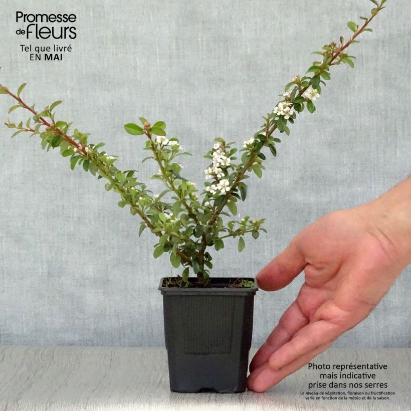 Cotoneaster suecicus Coral Beauty 8/9 cm pot sample as delivered in spring