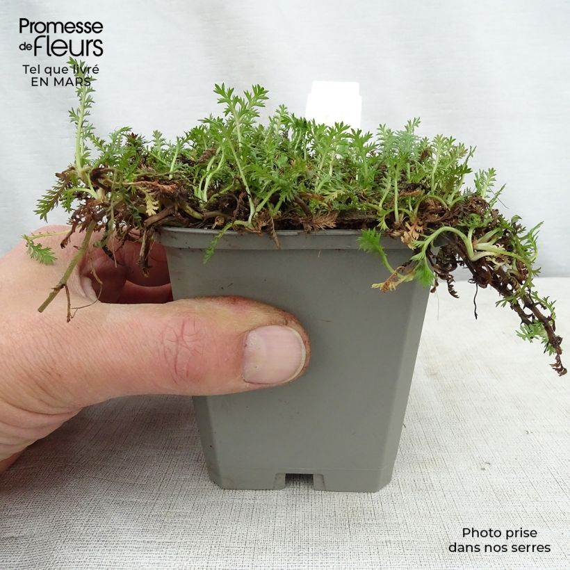 Bracteate Cotula - Leptinella squalida 8/9 cm pot sample as delivered in spring
